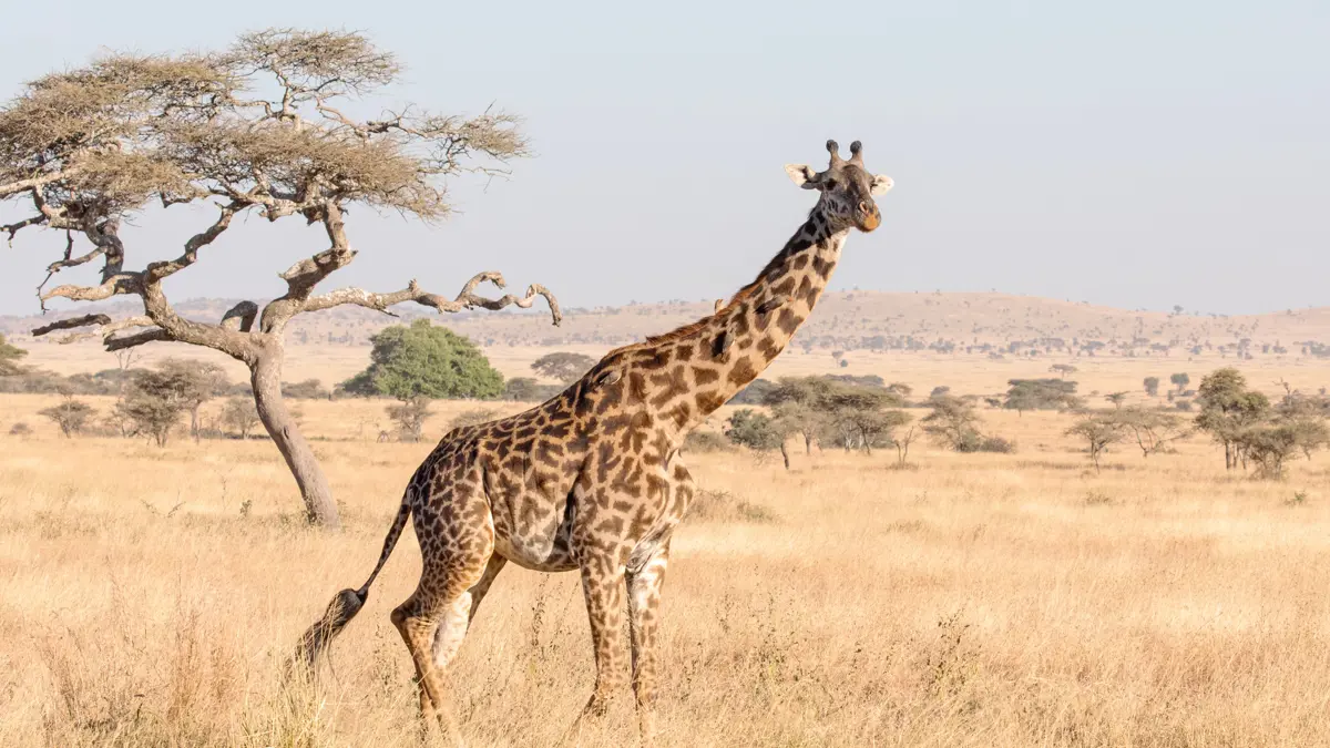Tanzania