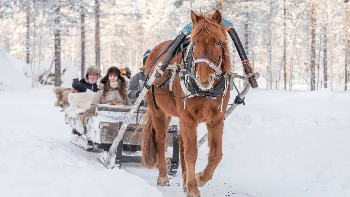 Levi Lapland Horse Sleigh Safari 2