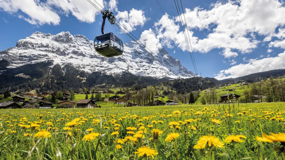 Eiger Express Eiger Sommer Blumenwiese