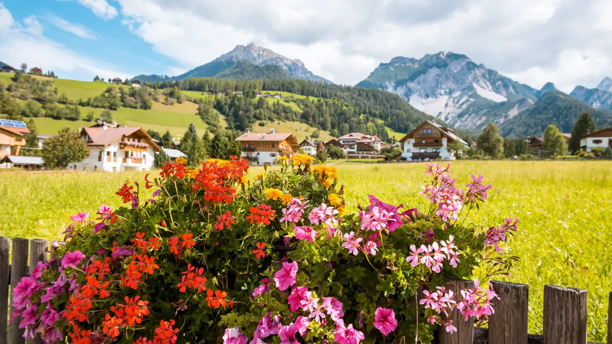 Selva Val Gardena Dolomites Colourful Flowers In Selva