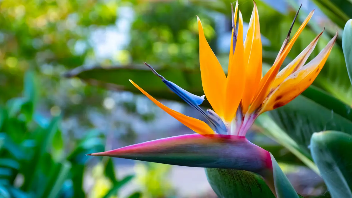 Madeira Flower