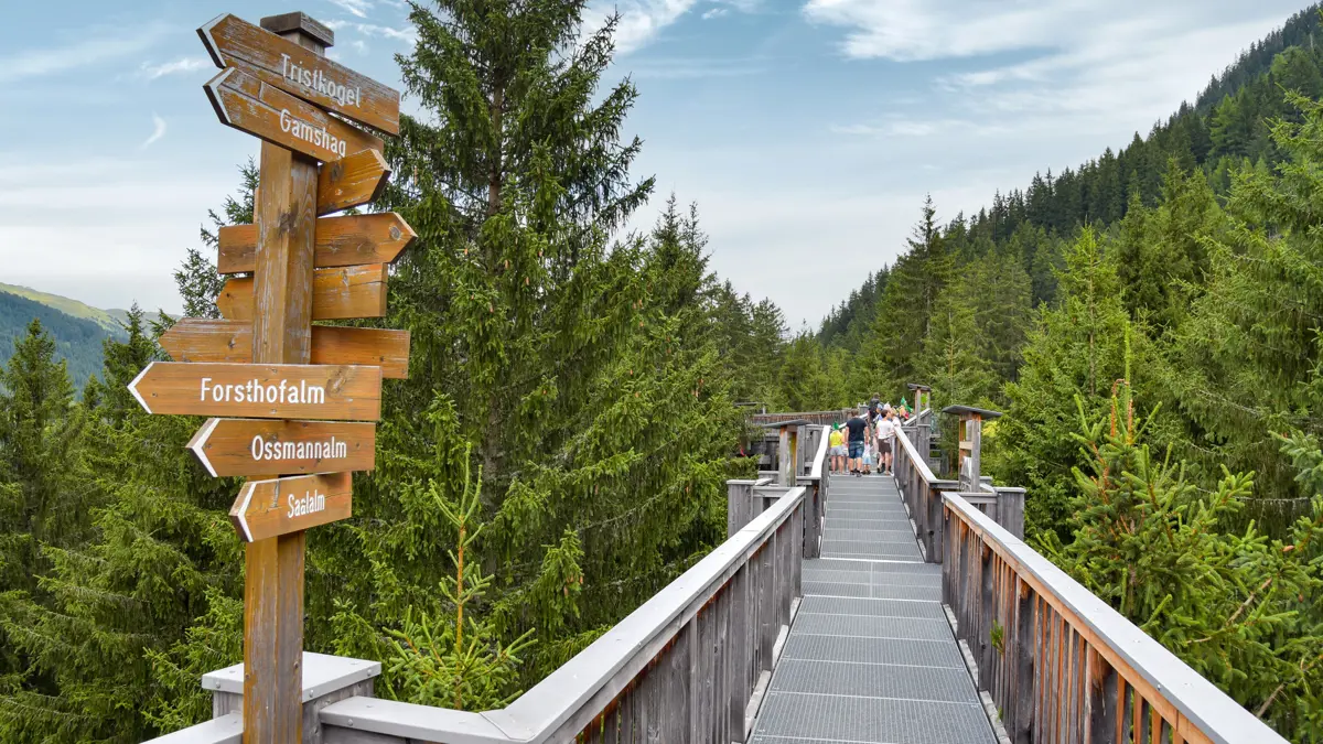 Saalbach Hinterglemm Treetop Walk Lengau Adobestock 487335286