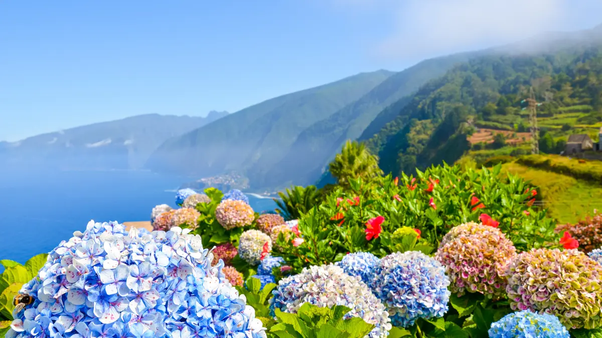 Madeira Flowers