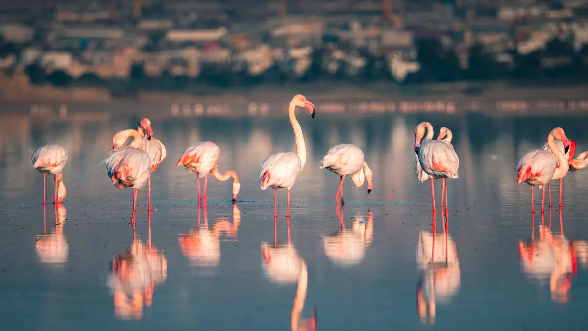 Larnaka Salt Lake