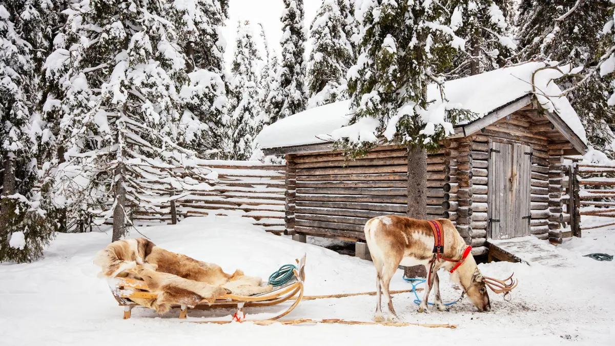 Lapland Reindeer Excursion Inghams 5
