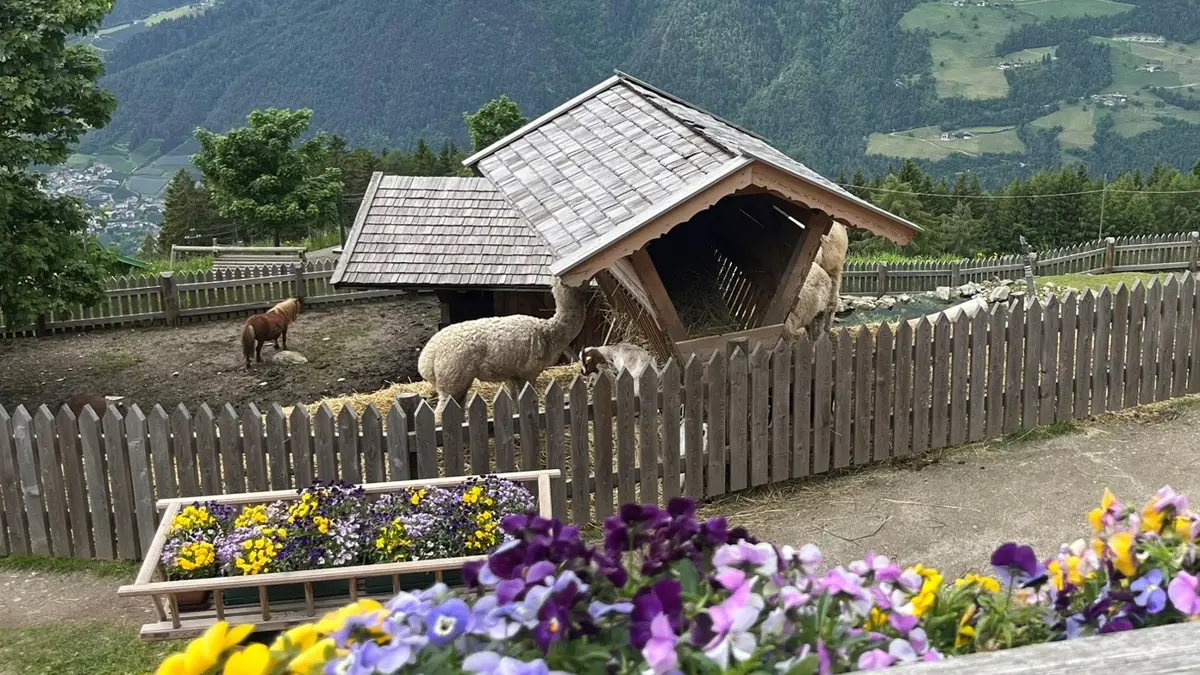 Merano Tall To Taseralm Guided Walk